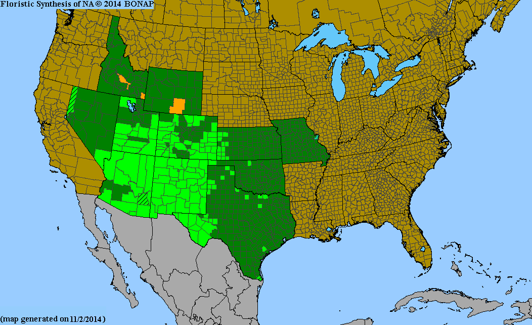County distribution map of Asclepias subverticillata - Horsetail Milkweed